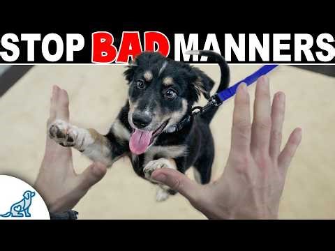 How to Stop Your Dog From Jumping Up on People