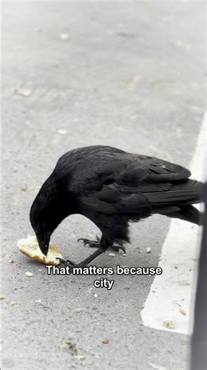 Why Crows Remember Human Faces