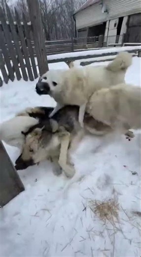 Man Opens His Gate — A Wolf Attacks, Then Alabai Dogs Rush In to Save Him