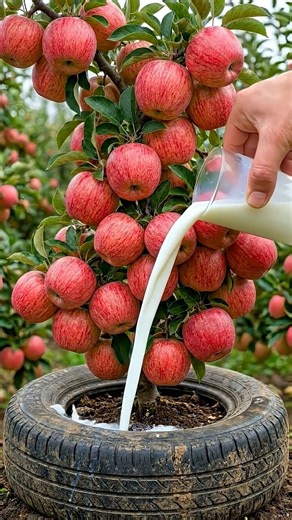 An easy way to grow apple tree from an apple, using Coca-Cola.#garden #grow #fruit #nature
