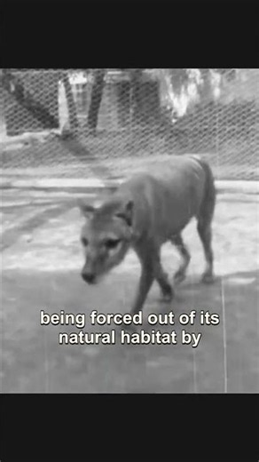 The Tasmanian tiger in captivity (archival clip)