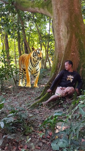 tiger attacks inside of jophai tree a man #vfx #wildlife #yt #tiger #shorts #tiger #reels | Viral vfx