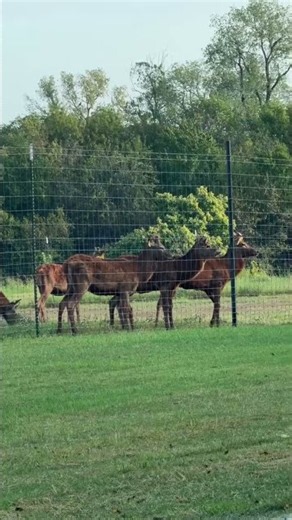 Moon River Ranch book with Mandy 2544570663