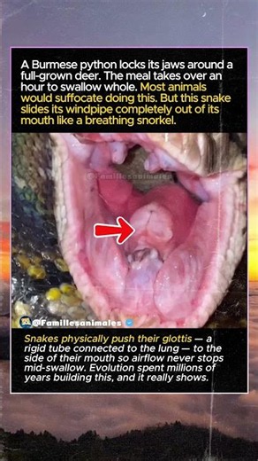 This Snake Moves Its Own Windpipe Mid-Swallow To Keep Breathing