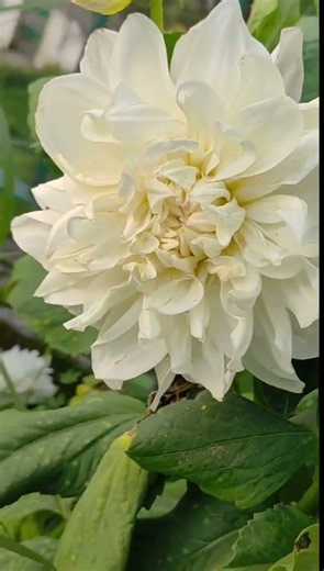 Pure elegance: A beautiful white dahlia in full bloom. 🌸 #naturelovers #dahlia