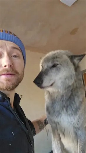 Morning greeting from my wolfdog Jetty