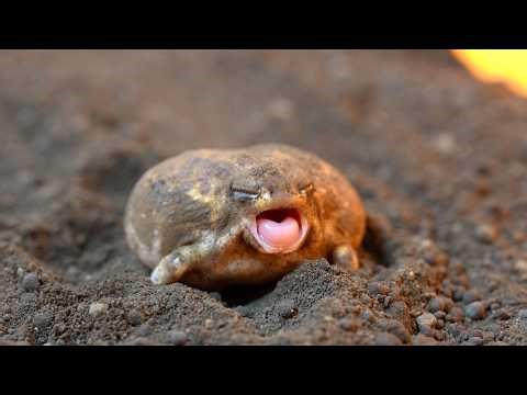 Cute and cool Rain Frog Heroes