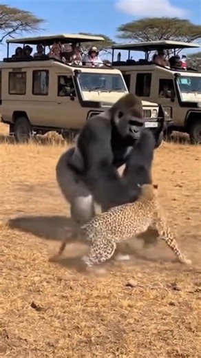 Mother Gorilla Goes FULL RAGE to Protect Her Baby 🦍💔