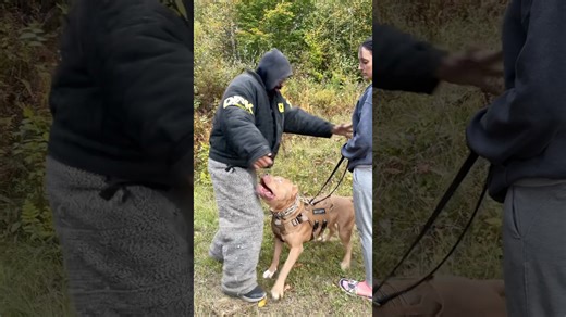 A young pitbull trains to protect his mom with power and control