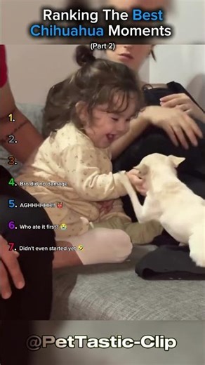 Ranking The Best Chihuahua Moments (Part 2)