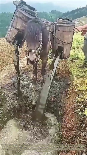 Hauling the Slurry: How a Farmer Uses a Mule to Empty a Manure Pit