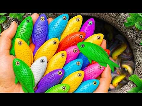 Catch Strange Fish in Small Pond 🐠🐢🐡🐟 | Baby Turtle, Puffer Fish, Guppies, Red Guppy Fish, Goby