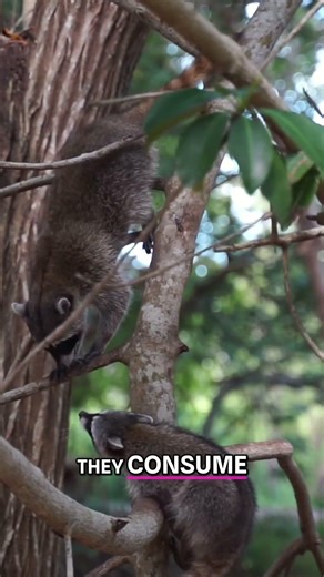 Everglades Horror: Invasive Python Devours Alligators! #shorts