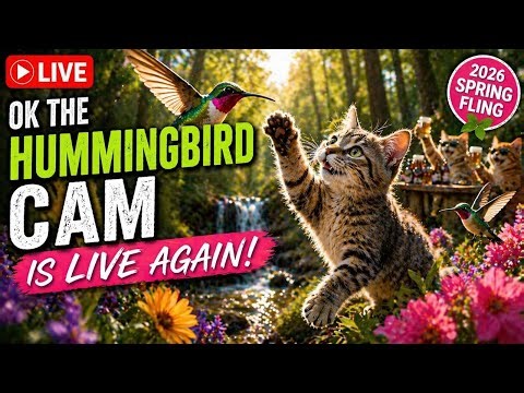 LIVE Hummingbird Cam 2026 🌸 Spring Fling | Real-Time Backyard Birds 24/7