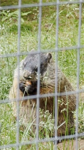 Pumpernickel the Groundhog Says Goodnight 🌿