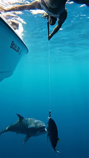 One second he's fighting the catch of the day, the next he's overboard with a great white in the mix! 😱🦈 #sharkattack #fishingfail #greatwhite #ocean #viral