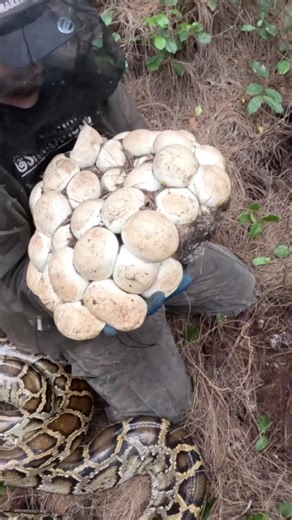 Huge python clutches found and removed from the Florida Everglades. These two nests were right next to each other and had over 100 eggs total. Both of these mama pythons had deer hooves inside them because they had been eating our native white tailed deer! | The Critter Cult