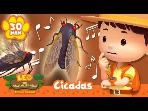 Meet Nature's Greatest Musician, the Cicada! | Leo the Wildlife Ranger | Learning Animal Cartoons