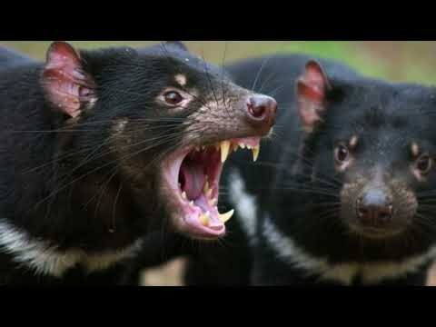 The Screaming Predator Nobody Wants to Meet at Night