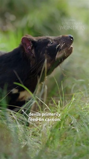 Meet the Tasmanian Devil