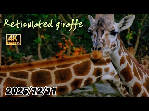 【高画質】美しいキリンの群れ 〜 2025/12/11 木曜日【 東山動植物園 】