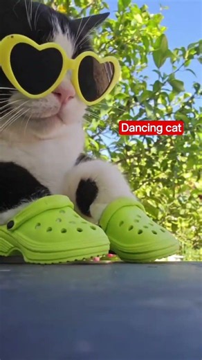 DANCING CAT LAMBADA