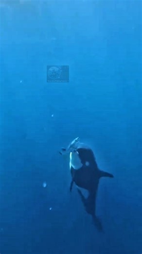 Orca attack the liver of the great white shark🦈 #orca #hunting #killerwhale #oceanlife #huntingseason #OceanAdventures #greatwhiteshark #attack #predator | Deep Sea Fishing Experts