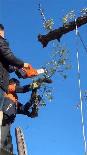Powerful Chainsaw Cutting Tree Branch 🌳🪚 Satisfying Wood Cutting