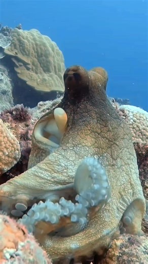 An awesome close-up of an octopus — alien eyes, shifting skin that seem out of this world 🐙👽 Every detail is pure sci-fi, yet it’s right here beneath the waves. #octopus #octopuslove #marinelife #fblifestyle | Red Sea Diving
