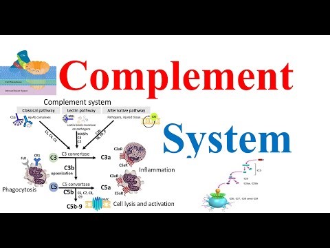 Complement System