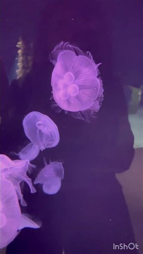Moon Jellyfish in Atlanta Aquarium 🪼✨ (So Magical!)