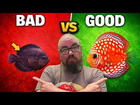 Selecting Discus Fish: Desirable vs Poor Characteristics