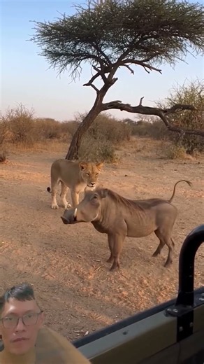 Warthog provokes a lion, then RUNS for his life! #Warthog #Lion #Wildlife #AnimalShorts #Shorts