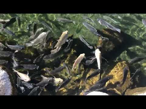 Fish Tilapia Fish #fish #tilapiafish #nature #maryjanechronicles #420