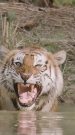Face to Face With a Wild Tiger in Nepal 🐅