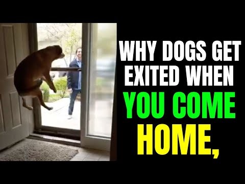 Why Do Dogs Get Excited When You Come Home | Real Dog Lovers TV #dog 