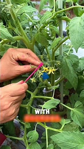 Tomato Flower Pollination Technique🌱😱