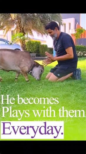 Life with Nadipathy Cattle | Mr. Sanji Bishnoi's Heartwarming Bond #cow #youtube #viral #comedy #yt