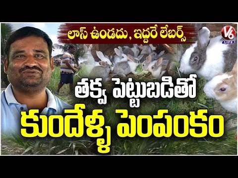 Rabbit Farming Full Guide : Investment, Care, Marketing & Profits | Koheda Farmer Story | V6 Life