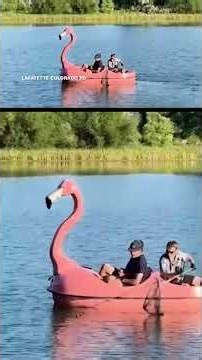 Flamingo float helps save turtle tangled in fishing line