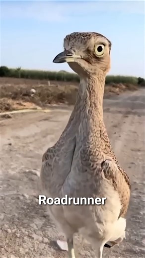 Roadrunner The Desert Speed King #shorts