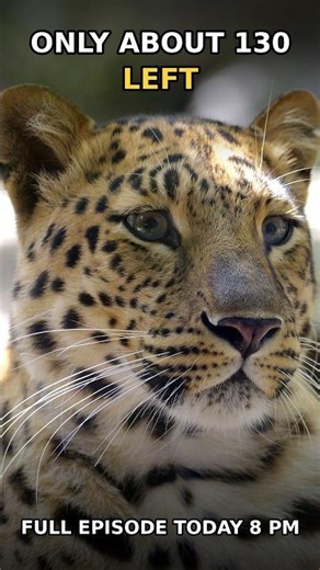 Only About 130 Amur Leopards Left 🐆 | Rare Wild Ep.9