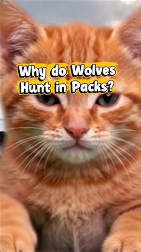 Why Wolves Hunt in Packs #funfactsforkids #wolves #wolfpack