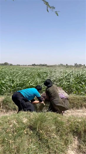 Hunting for Honey Badger 🦡 #wheat #animals #honey #badger #shorts