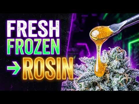 Fresh Frozen to Rosin – Bubble Hash Process | Dosidos#33 Organic Grow