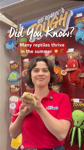 Did you know many reptiles thrive in summer heat? ☀️🦎#PetSmartDidYouKnow #AnythingForPets