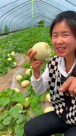 It's harvest season again#Yanliang melons#Sweet and juicy