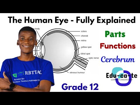 The Human Eye - Full Explanation (2026) Grade 12 Life Sciences