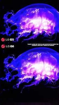 LG G6 VS 83" G5! Elite Oleds Collide!