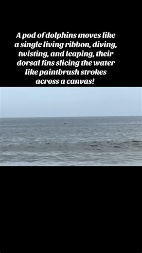 Captured a reminder of how magical life is—dolphins gliding across the ocean on a perfect beach day. #CapturedMoments #OceanMagic #DolphinWatching #BeachDayBliss #NatureLovers